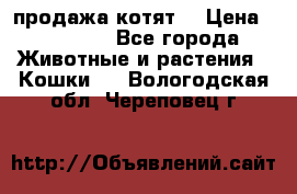 продажа котят  › Цена ­ 15 000 - Все города Животные и растения » Кошки   . Вологодская обл.,Череповец г.